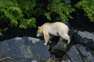 spirit bear.jpg